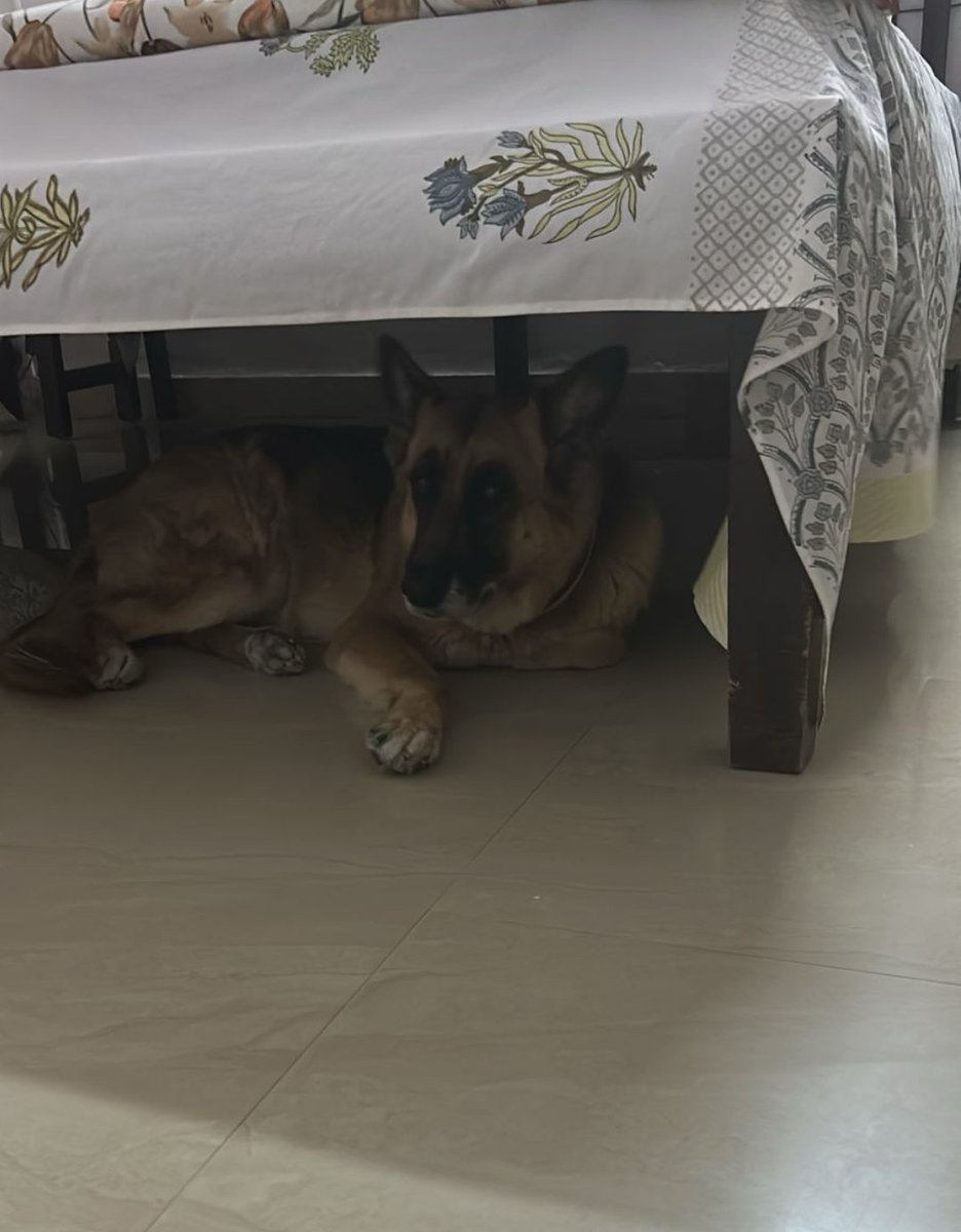 ShardaAshima's tweet image. Happiest birthday to my darling Sasha, the sunshine. ❤️

Currently she&apos;s the queen of desert!
#GSD #gsddoggo #happydoggo