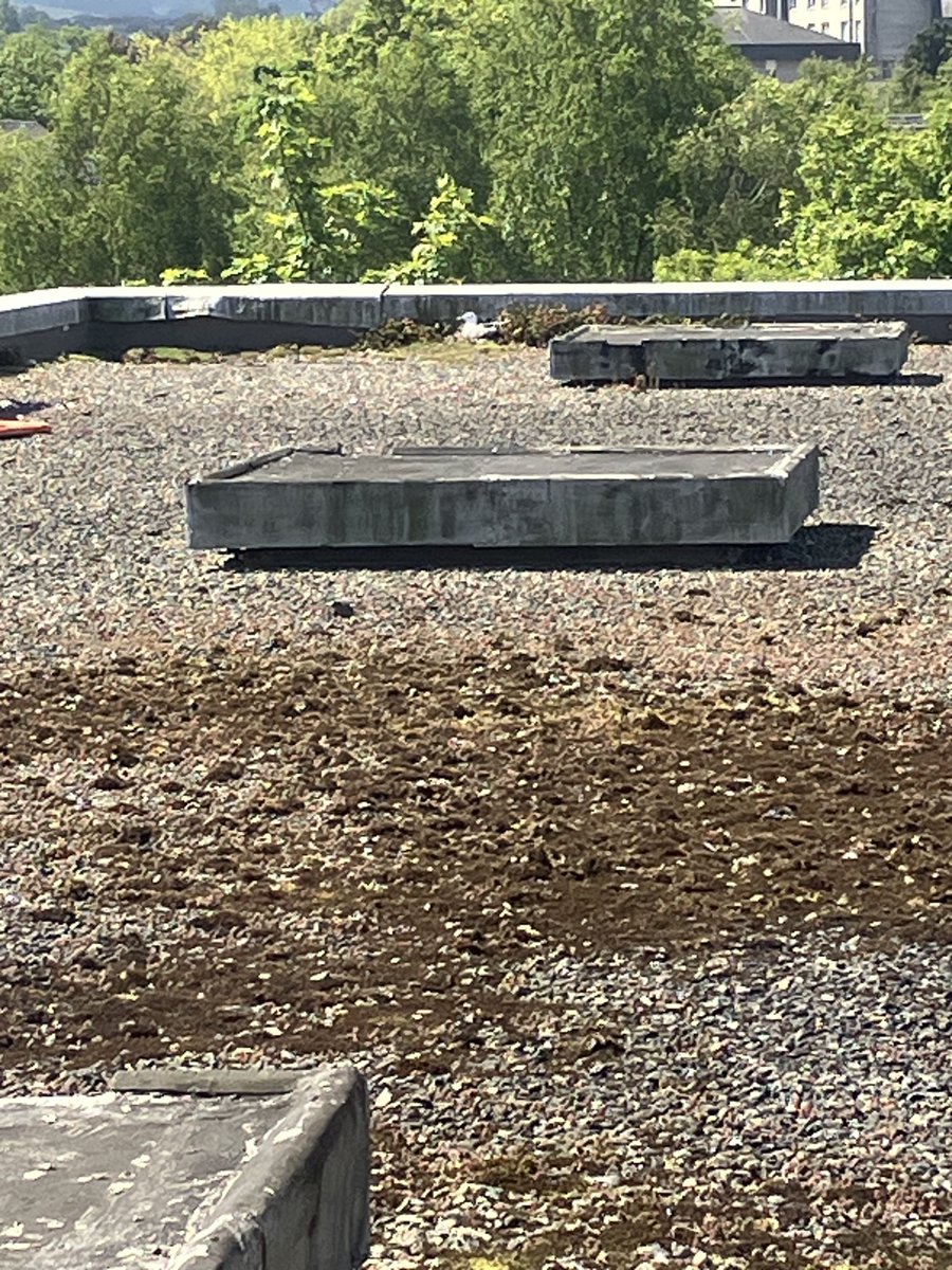 Exciting News!!! Habemus Ovum!  A year on from introducing the world to Horus, the UCD Classical Museum's favourite squatter, we can now reveal Horus is about to become a Mummy!  The gorgeous chick on the Sistine Chapel roof will soon have some competion for the limelight!