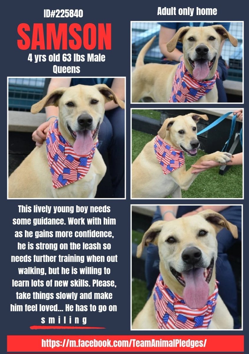 📷
New intake in Queens #NYCACC 4 yr old stunningly handsome Samson needs to start a new life safe from the scary kill shelter. With patience and polish, he will be perfect as the only pet in a loving adults-only home. nycacc.app/#/browse/225840 #Adopt #Foster #Pledge4Rescue