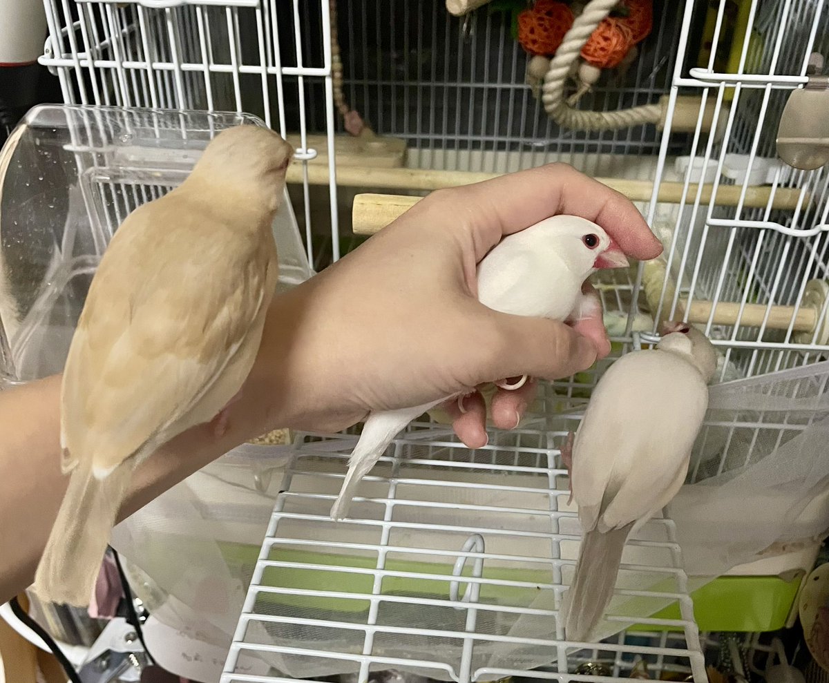 Ecume_game's tweet photo. めめ(イノ)テテ(白)のん(シナモン)です！
テテちゃんはのんちゃんに常に激おこです！😭(2枚目後すぐにｷｬﾙｷｬﾙ祭り)
捕まって宥められているところ…ｷｭｯ
のんちゃんそろそろ生後60日くらいになります。 https://t.co/N4KQ7h5VEY