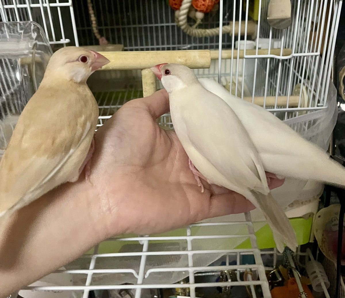 Ecume_game's tweet photo. めめ(イノ)テテ(白)のん(シナモン)です！
テテちゃんはのんちゃんに常に激おこです！😭(2枚目後すぐにｷｬﾙｷｬﾙ祭り)
捕まって宥められているところ…ｷｭｯ
のんちゃんそろそろ生後60日くらいになります。 https://t.co/N4KQ7h5VEY