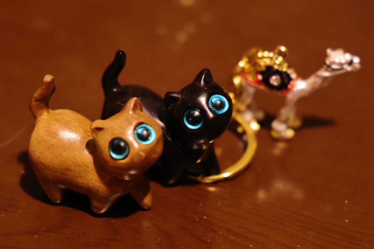 昨日さっそく万博に行って🇸🇩スーダンねこを買って来ました！この