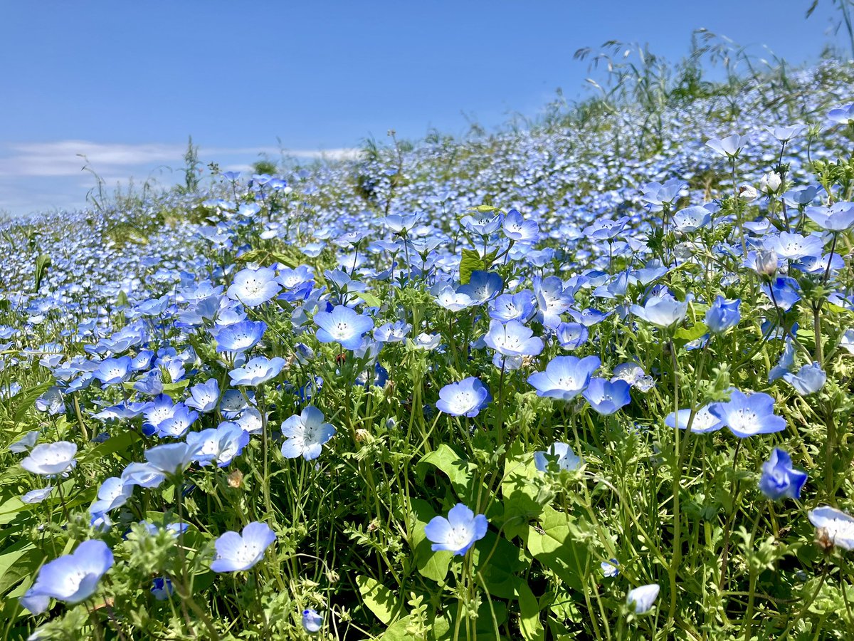halzoo's tweet photo. 宴のあとの海浜公園
#ネモフィラ https://t.co/YpVAvIg5fi