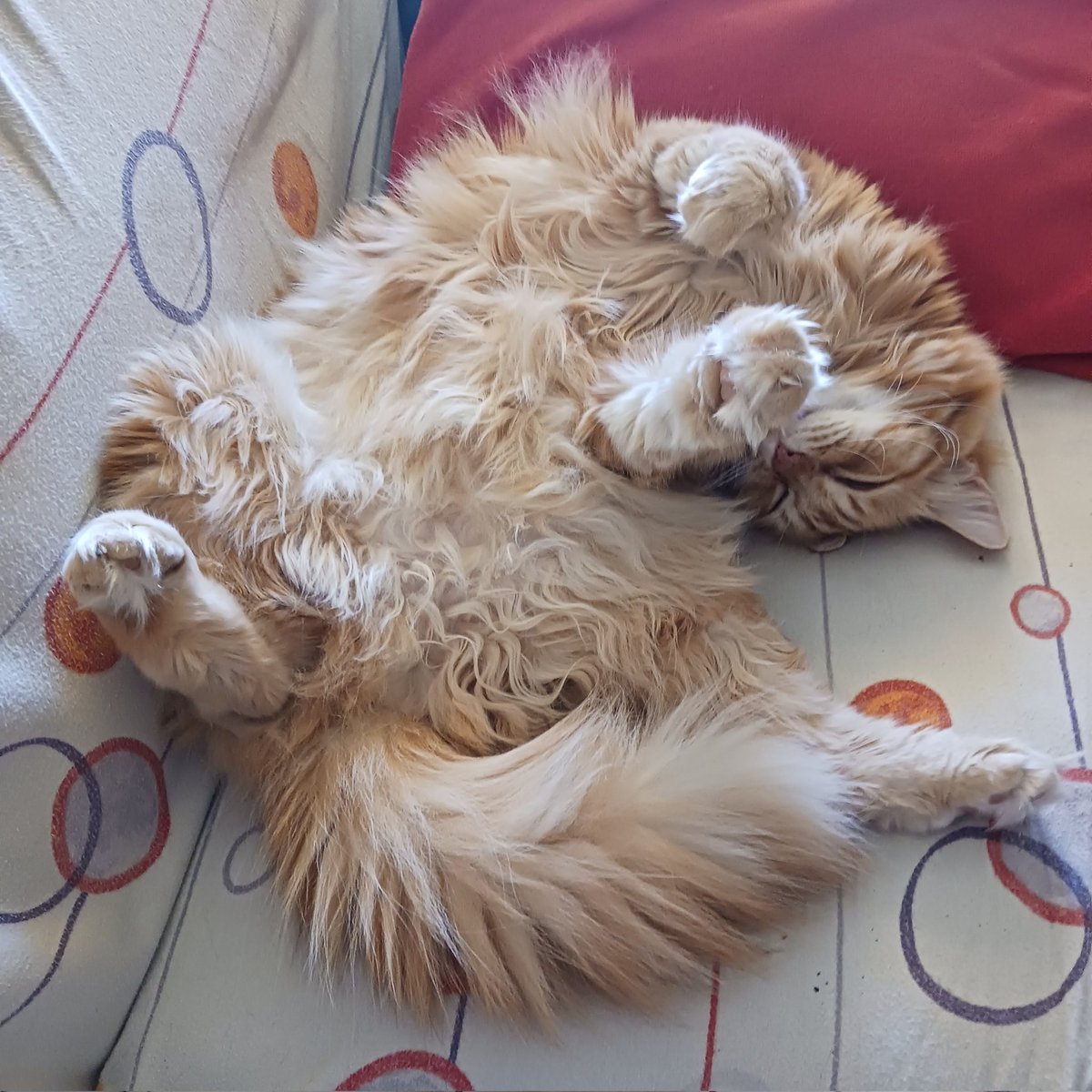 ⭐ Montsinova ⭐ ||☆|| ❤️🐈‍⬛🐈🐈‍⬛🐈🐈‍⬛❤️ tweet media