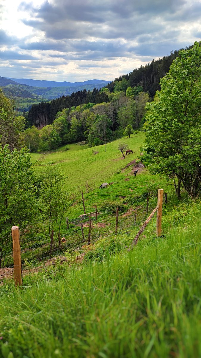Yol üstünde herhangi bir manzara...
#Alsace #France #Photographie