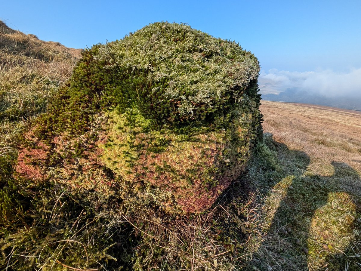 ManxPeat's tweet image. These unusual hummocks were found in an area with fairly short vegetation. They appear to be comprised of sphagnum and haircap moss, with a topping of heather and lichen. Several sphagnum species naturally form hummocks, but they don't normally look quite like this 🧐