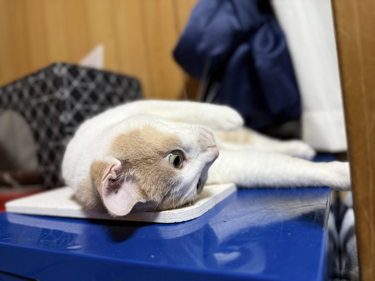 今日はやたらと仰向け猫😆