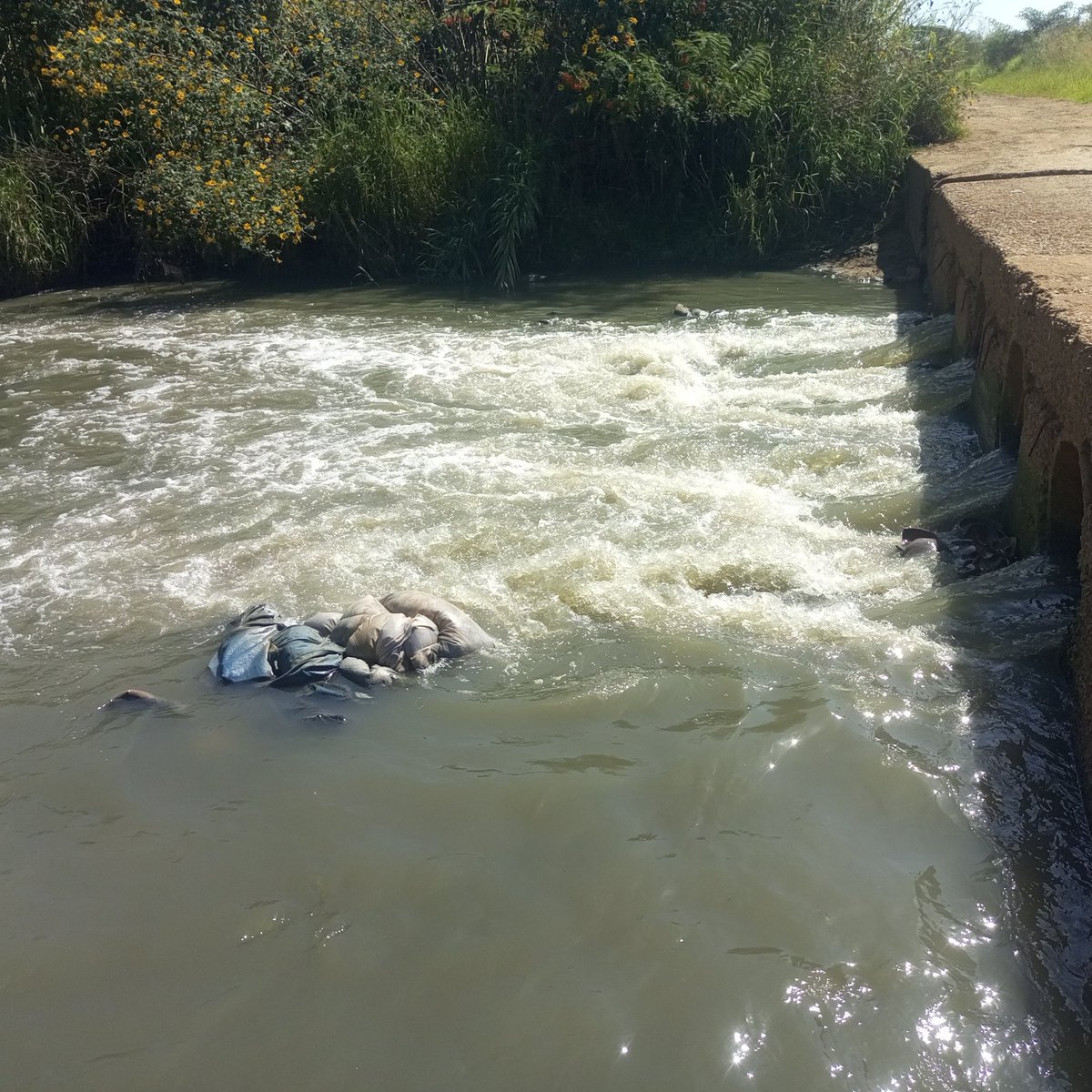 Reuben Akili (@akilig10) on Twitter photo <a href="/ChraHarare/">CHRA Harare</a> <a href="/birdlifezim/">BirdLife Zimbabwe</a> <a href="/RamsarConv/">Convention on Wetlands</a> <a href="/CanEmbZimbabwe/">Canada in Zimbabwe</a> <a href="/EMAeep/">E.M.A</a> Raw sewerage effluent from unattended sewerage bursts and non functional sewer treatment plants are the major contributors to pollution in Lake Chivero.The Marimba River is sewer infested this must be addressed urgently <a href="/A4W_programme/">Accountability for Water 💦</a> <a href="/WorldBankWater/">World Bank Water</a> <a href="/EndWaterPoverty/">End Water Poverty</a> <a href="/GWFWater/">Global Water Forum</a> <a href="/ChraHarare/">CHRA Harare</a> <a href="/birdlifezim/">BirdLife Zimbabwe</a> <a href="/RamsarConv/">Convention on Wetlands</a> <a href="/CanEmbZimbabwe/">Canada in Zimbabwe</a> <a href="/EMAeep/">E.M.A</a> Raw sewerage effluent from unattended sewerage bursts and non functional sewer treatment plants are the major contributors to pollution in Lake Chivero.The Marimba River is sewer infested this must be addressed urgently <a href="/A4W_programme/">Accountability for Water 💦</a> <a href="/WorldBankWater/">World Bank Water</a> <a href="/EndWaterPoverty/">End Water Poverty</a> <a href="/GWFWater/">Global Water Forum</a>
