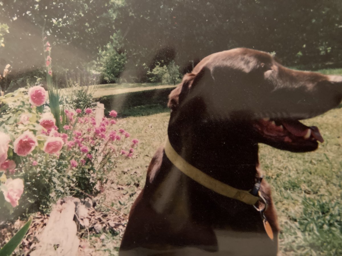 My beloved chocolate Lab not only brought joy into my life but also inspired many of my books, including my latest #thriller, No One To Hear Them Scream. I miss him every day.
 tinyurl.com/ybnc6dwx       
 #dogs #inspiration #joy #love #books #alwaysbooks