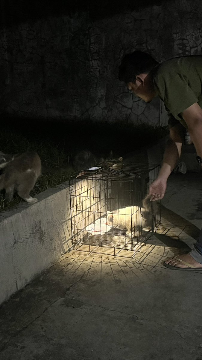 edisi kucing kerja lagi, nyari uang sendiri ya bon, kasian babumu masi blum jadi presiden😭
