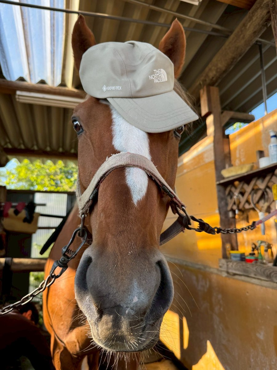 帽子載せてもなんかくれるんでしょ？ってずっとみてくる😅