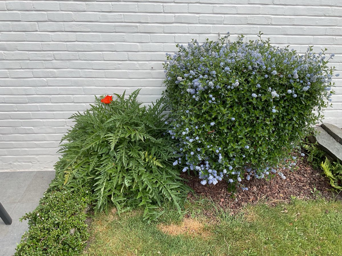 Mijn eerste klaproos is er. Ja de zomer begint.