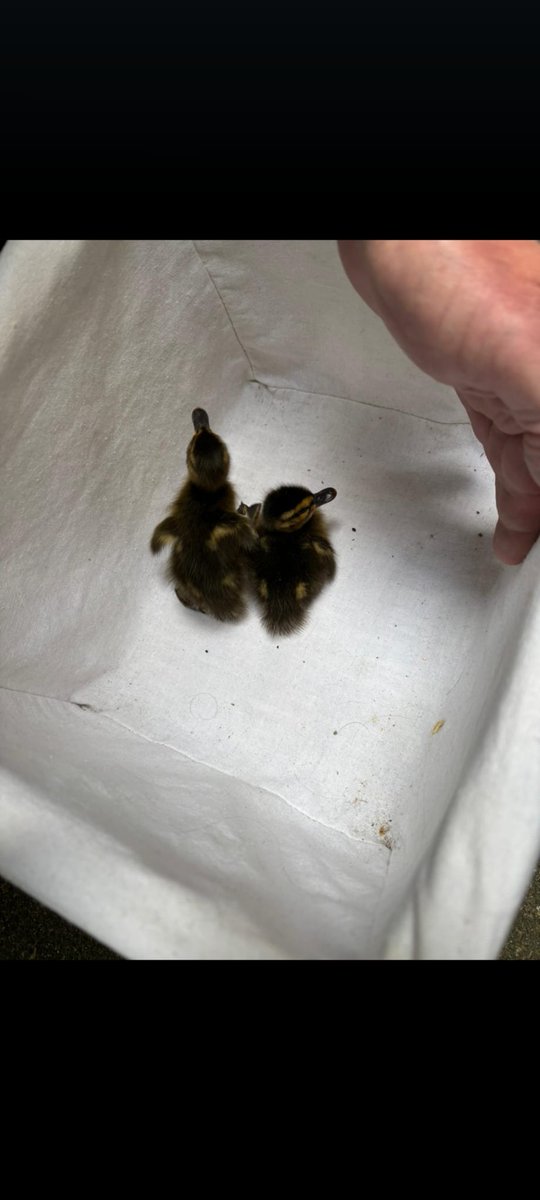 Mal was ganz anderes. Hat jemand von euch Erfahrung mit der Handaufzucht von Enten?