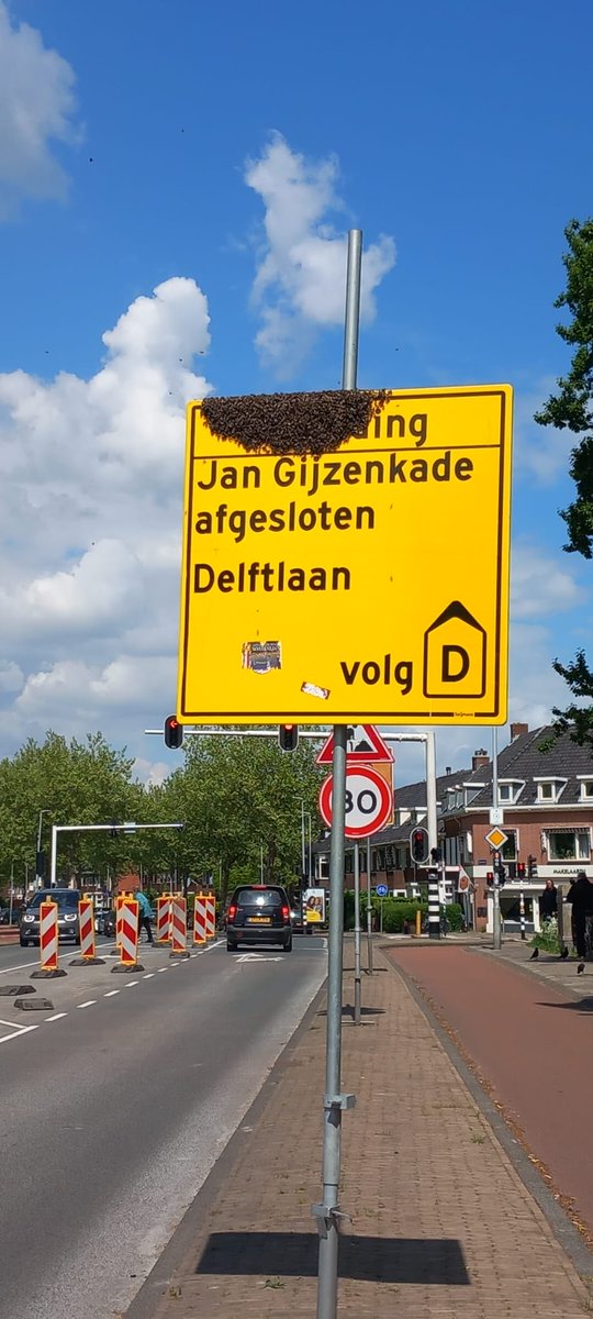 Blijven rare vogels, die bijen 😆 #bijen #honeybees #Haarlem #bees #beeswarm #bijenzwerm