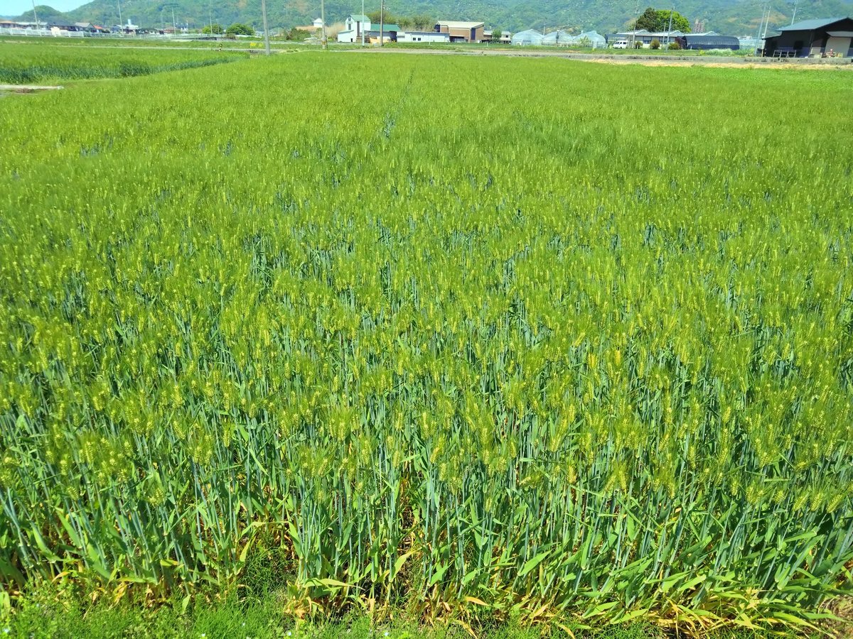 liantrob's tweet photo. 事務所徒歩5分の風景です。
一面の米が収穫されたと思いきや、いつの間にか大量の小麦に。学校の授業でしか聞いたことありませんでしたが、これが二毛作か。癒されます。 https://t.co/EErHKnTAxm