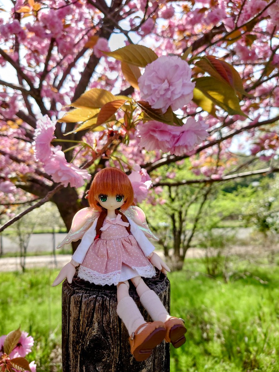 seraphishdoLL's tweet photo. オリジナルが1枚目で、すまほの中で自動調整したのが2枚目。
間違いなく2枚目のほうが明るくて発色も良いのですけど、個人的には1枚目の影があるのも好きだったり。 https://t.co/9W4iRqIeVe