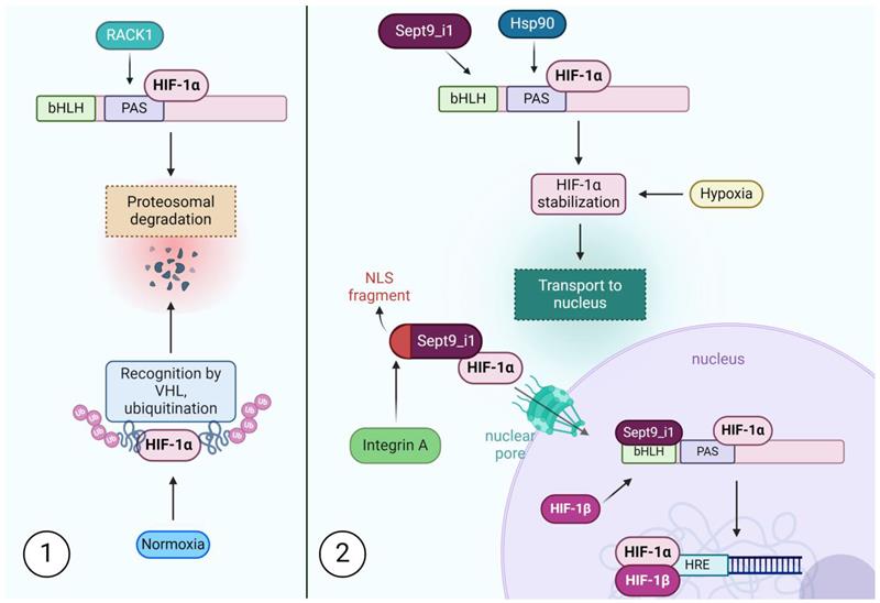 #EditorsChoice

Read now ➡️ "SEPT9_i1 and Septin Dynamics in Oncogenesis and Cancer Treatment" by Piotr Jędrzejczak, et al. 

The article 👉 brnw.ch/21wSv4N
The list 👉 brnw.ch/21wSv4O
