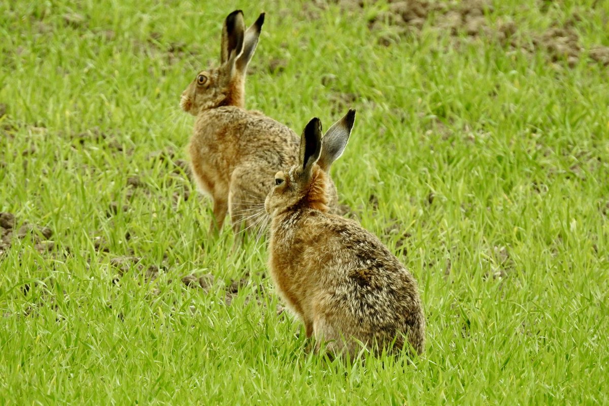 Pat Hogarth tweet media