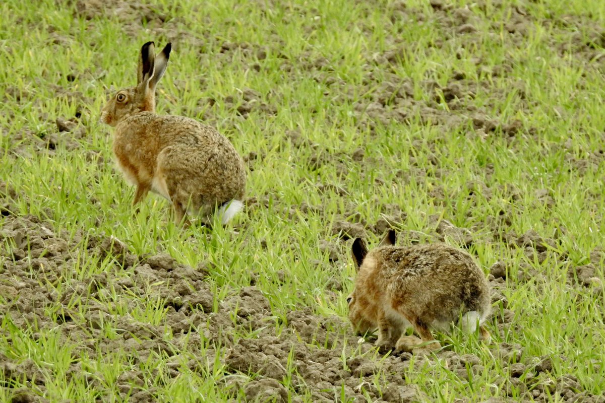 Pat Hogarth tweet media