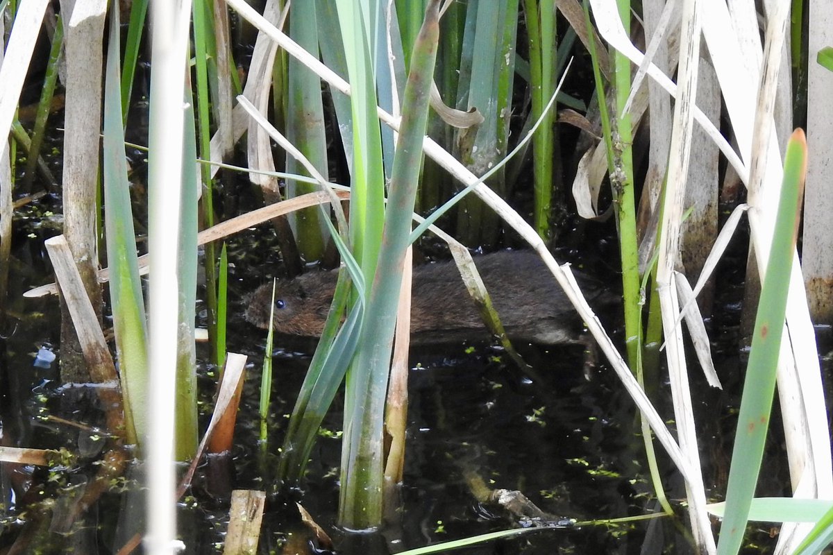 Pat Hogarth tweet media