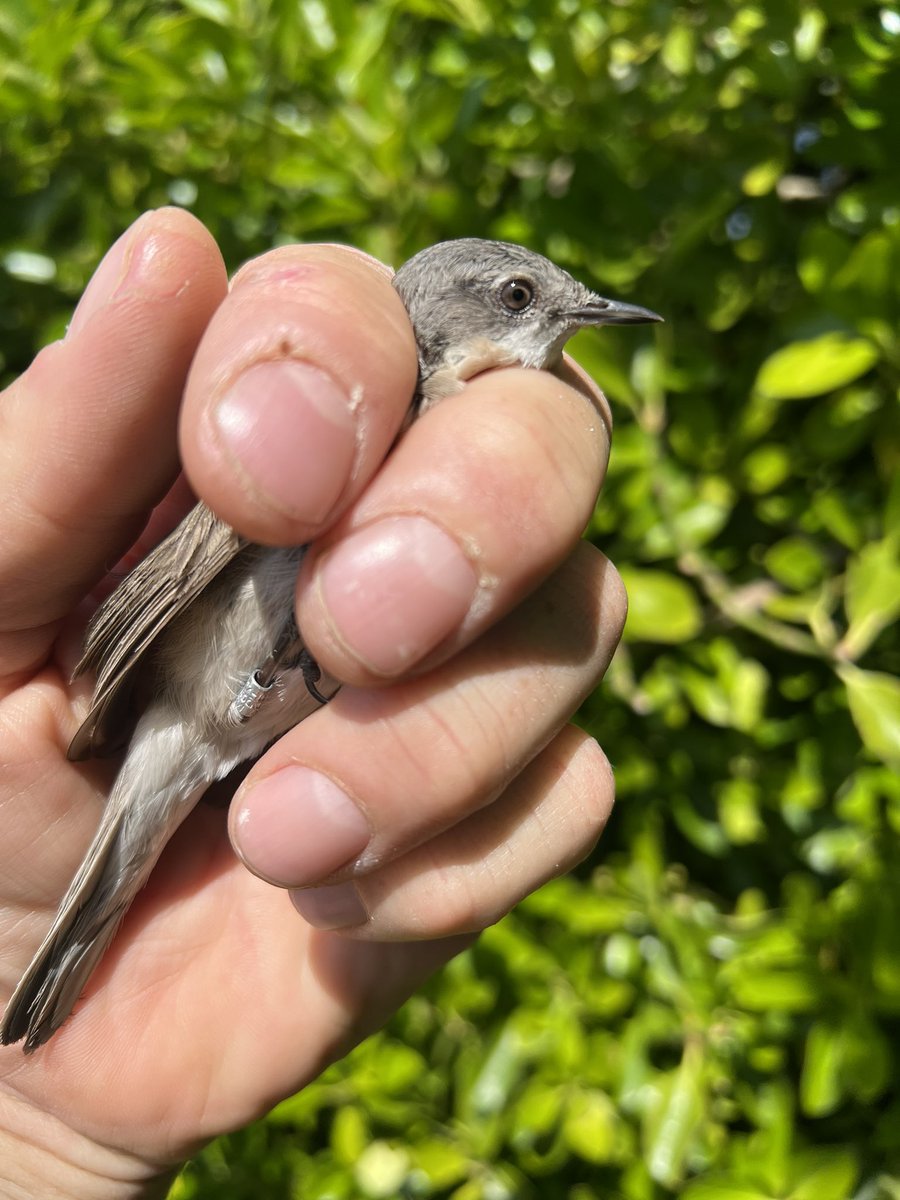 AshmanMrmatt's tweet photo. Day 2 @PortlandBirdObs another quiet day with 4 spotted fly catchers the highlight along with 2 lesser whitethroats, 1 returning from last year and a swallow. Halo run the sun was cool. https://t.co/1SB4Rdqsb9