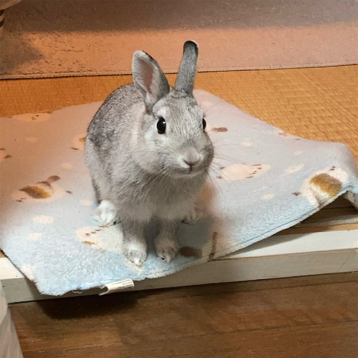 偵察に来た💕
（座布団はこっちまで吹っ飛ばしてた🤣）