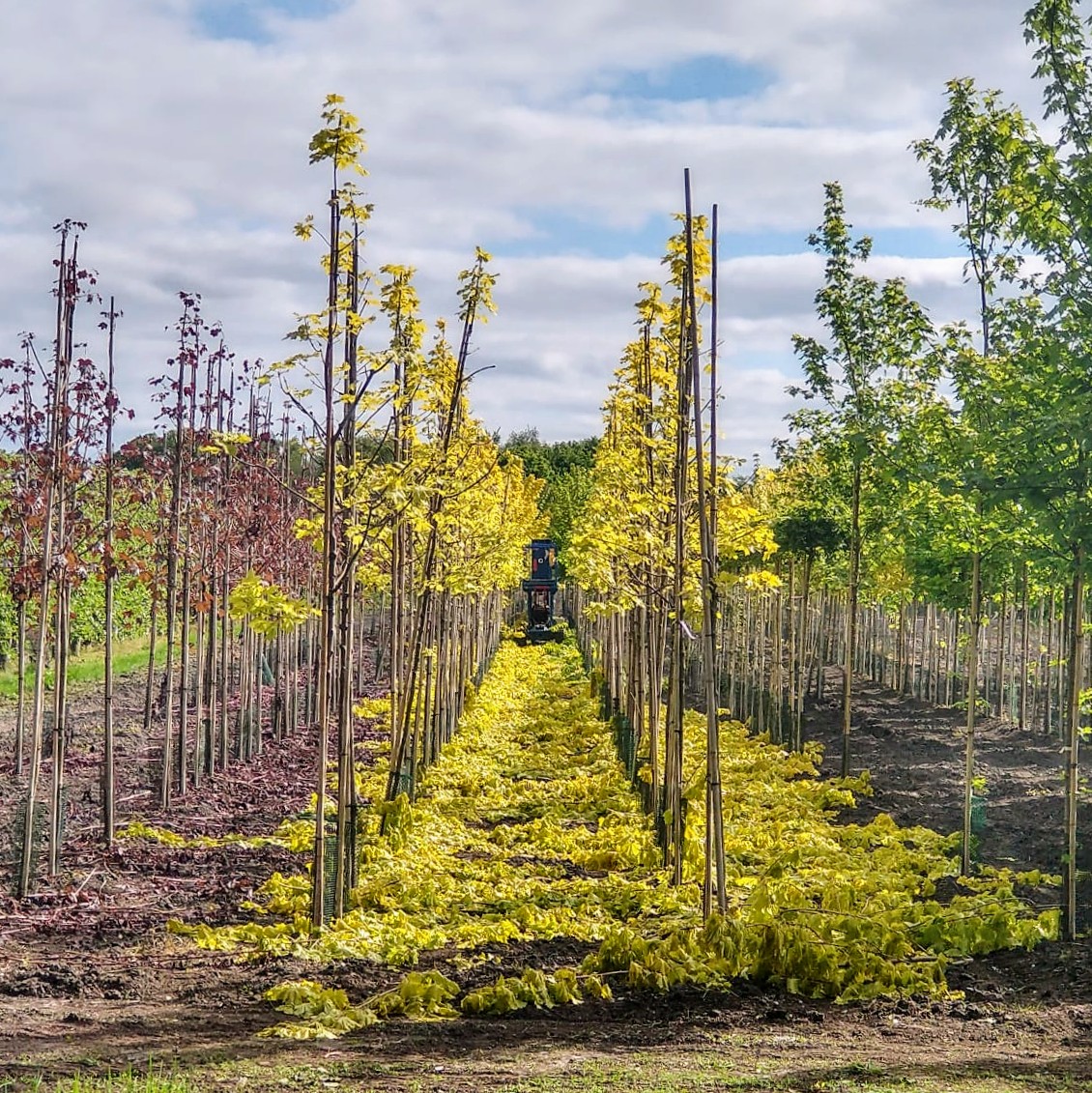 While the nursery may not be paved in gold, with formative head pruning underway on our field grown stock, it can certainly look that way.
.
#pruning #skill #gold #treegrower #treenursery #ukgrown #jajones125 #gtrs125 #southport