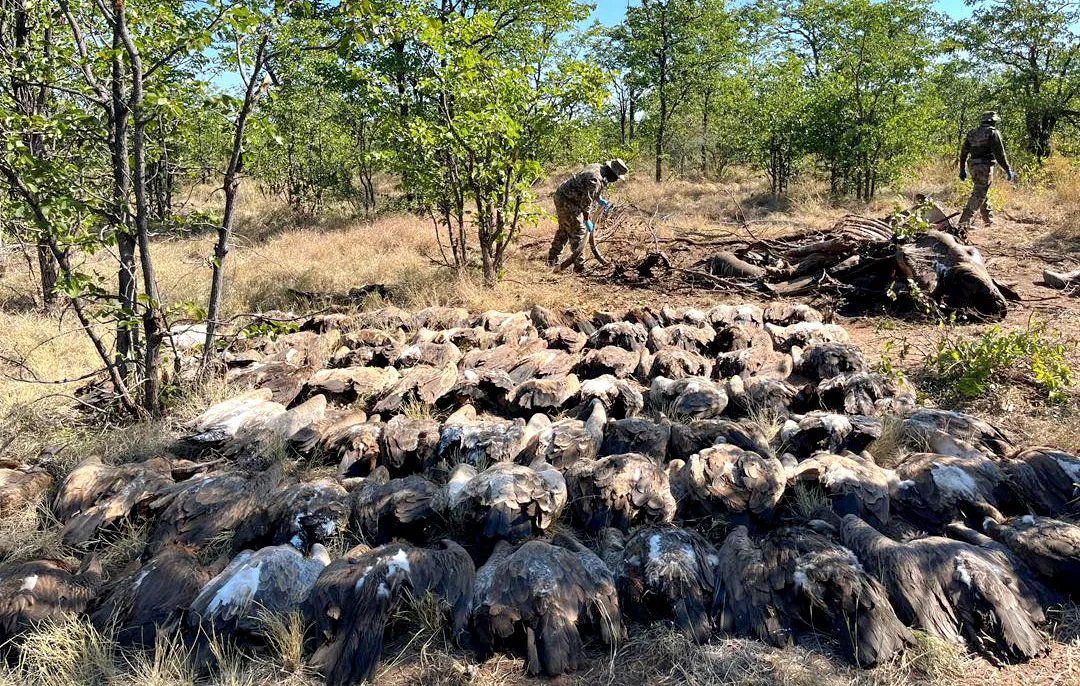 More than 120 vultures, including endangered white-backed, Cape and lappet-faced species, found dead in South Africa’s Kruger National Park after poachers poisoned an elephant carcass to hide illegal activities and harvest vulture parts for traditional medicine.

Eighty-four