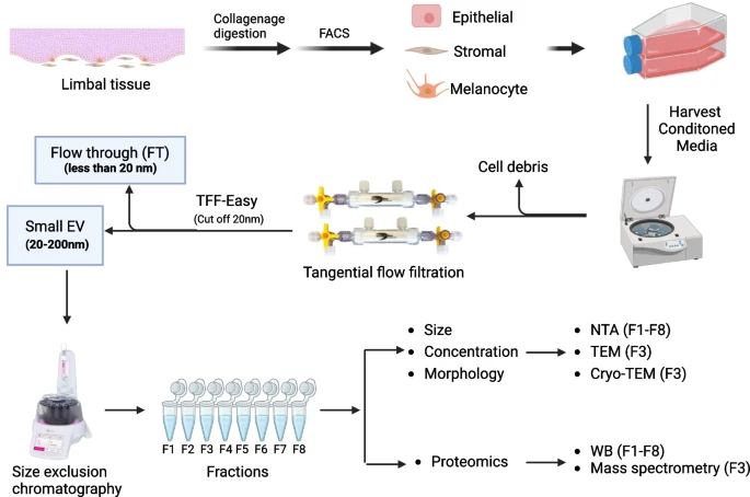 hansabiomed's tweet image. How tangential flow filtration (TFF) can enhance your EV research? The answer is: In many ways!

#extracellularvesicles #exosomes #tangentialflowfiltration #EVisolation