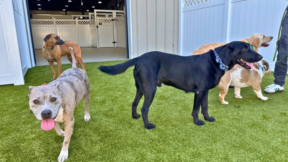 Local dog day care Paws ‘n’ Rec opens massive new indoor and outdoor yards for pups >> l8r.it/HaJk