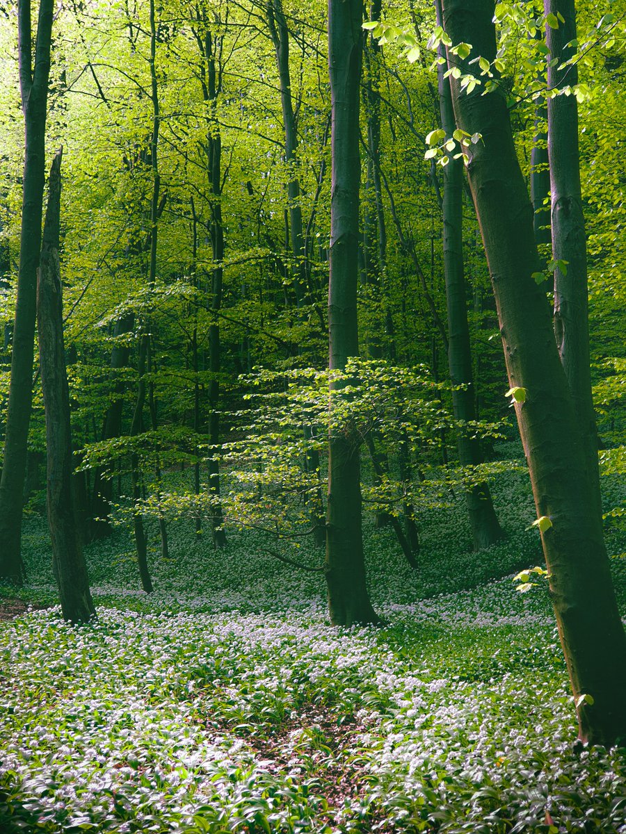 Fenechimages's tweet photo. Spring is a wonderful season, isn't it? Had fun shooting some cathedral-like lighting up at Beamish the other day. Woodland can feel like nature's Cathedral sometimes... #woodland #landscapephoto #photooftheday #springtime https://t.co/9deBFVZQqq