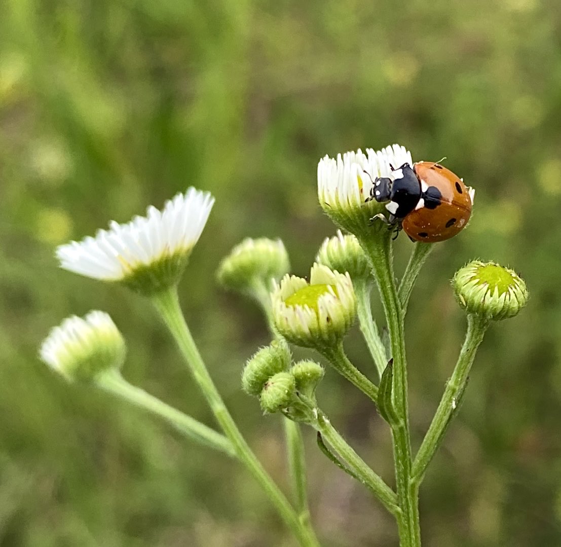 Happy Thursday hope you’re having a good day..🐞❤️