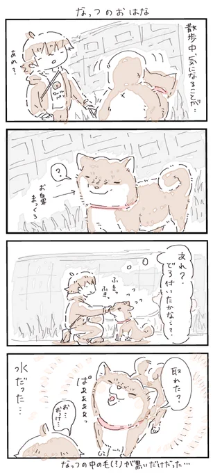 #4コマ漫画 #柴犬
なっつのおはな 