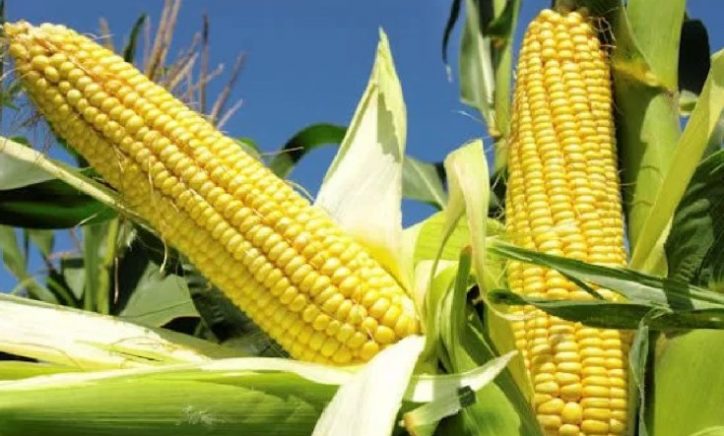 📉 IFPRI Malawi Maize Market Report – April 2025

Retail maize prices dropped 21% in April with new harvests &amp; lower-cost imports driving the fall. Prices were below the govt. set price in 21 of 26 markets.

🔗 Full report: bit.ly/4m8eI6o