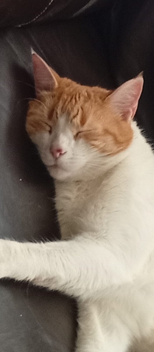 Sarah Best 🇺🇦 tweet media