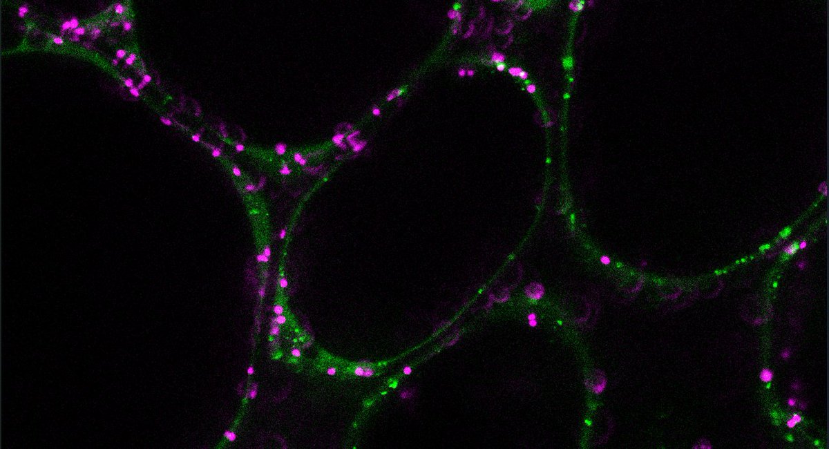 Simon Michaeli (@michaeli_lab) on Twitter photo 📢Its online (and open access) <a href="/NewPhyt/">New Phytologist</a> 🍅
nph.onlinelibrary.wiley.com/doi/full/10.11…
"Autophagy restricts tomato fruit ripening via a general role in ethylene repression"
+ Once again, it's clear, timing is everything...
Let's dig in a bit👇
#plantscience #autophagy <a href="/Volcaninstitute/">Volcani Institute</a> 📢Its online (and open access) <a href="/NewPhyt/">New Phytologist</a> 🍅
nph.onlinelibrary.wiley.com/doi/full/10.11…
"Autophagy restricts tomato fruit ripening via a general role in ethylene repression"
+ Once again, it's clear, timing is everything...
Let's dig in a bit👇
#plantscience #autophagy <a href="/Volcaninstitute/">Volcani Institute</a>