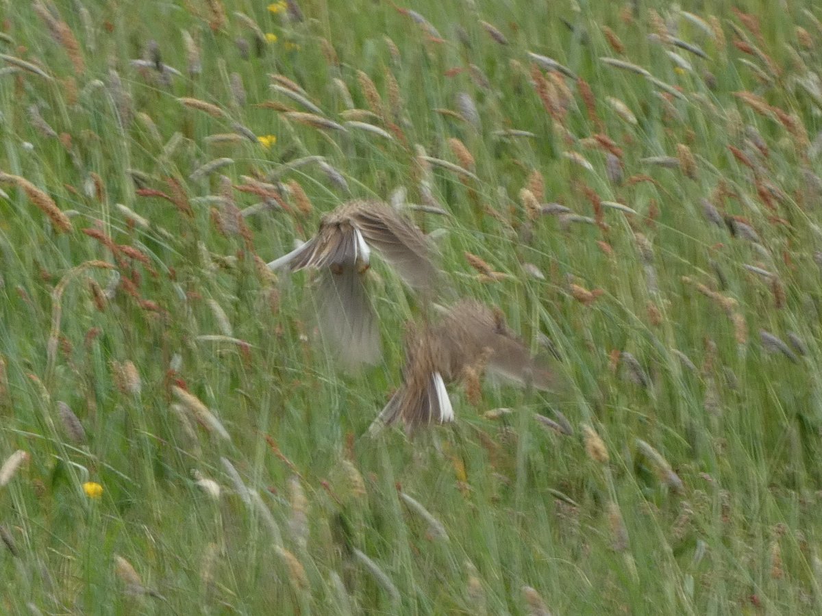 Some of the Warwick 100 team had a skylark monitoring training session this am.  
Our heads are now filled with maps and codes, we hope we can help <a href="/_BTO/">BTO</a> with their ground nesting bird studies at the racecourse.

(Also hoping my mapping is more impressive than my photography 🤣)