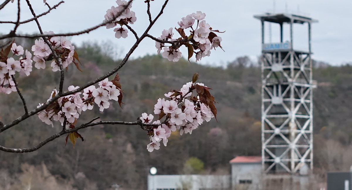 Yuk_taniguchi's tweet photo. 【上砂川町の桜が満開を迎えています】
上砂川に移住して初めての春。地元大阪の桜の見頃から約1ヶ月の時を経て、桜前線が上砂川まで訪れました。「DJI Air3」のカメラで撮影したものです。
昨日、桜の下で遊んでいる子供達を発見。急遽お願いをして、子供たちと満開の桜を空撮させて頂きました。 https://t.co/aUKctTb5fD