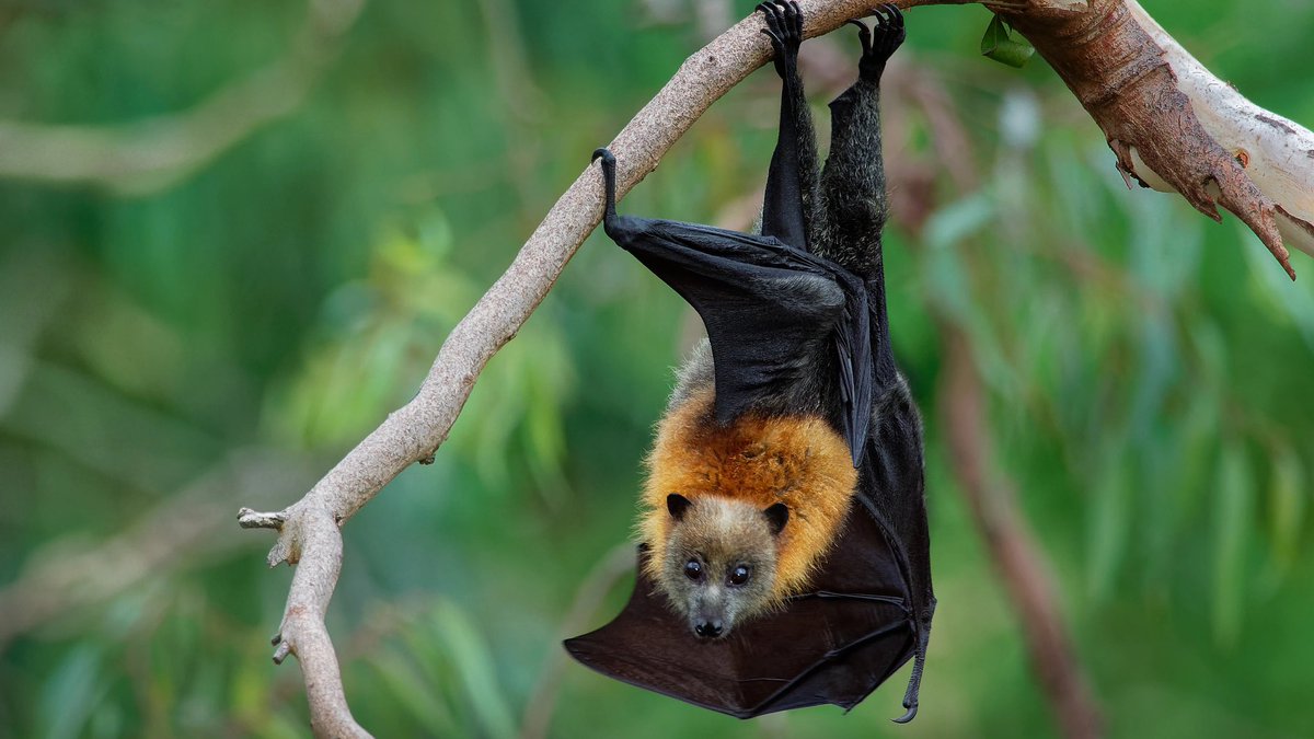 vinodscaria's tweet image. ๐ด #Nipah  reported in Keralaโs Malappuram
42-year-old woman from Valanchery in Malappuram admitted to hospital with Nipah symptoms such as fever and convulsions.