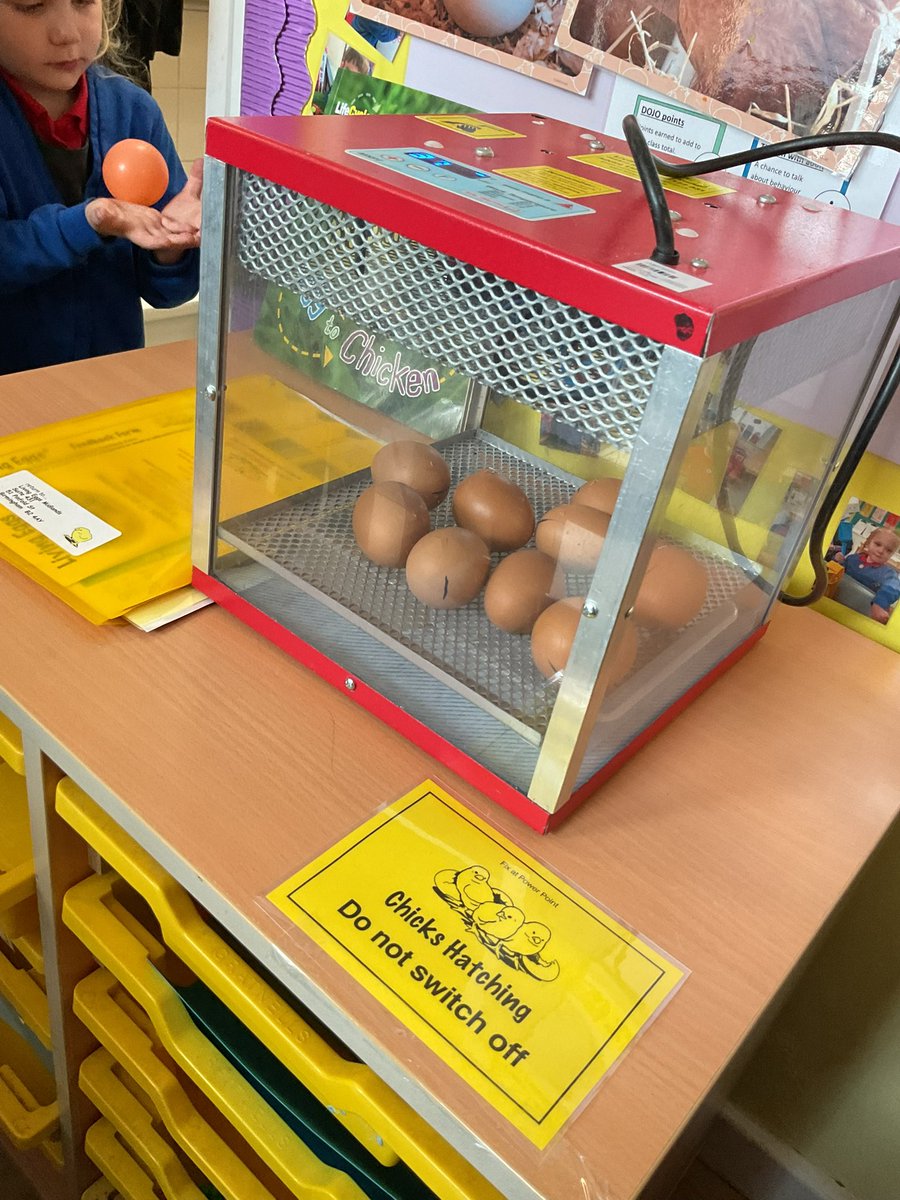 This week in sunbeams we have had a very eggciting delivery! 
All of the children was very exited and have loved watching them hatch into 7 beautiful baby chicks 🐣💕