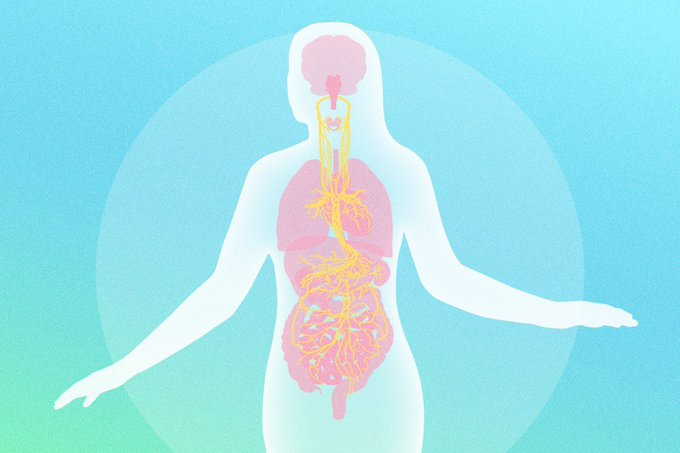 epochhealth's tweet photo. How the Vagus Nerve Controls the Health of Major Organs

There’s a single nerve that connects your brain to your heart, lungs, gut—even your immune system.

Most people barely know it exists. But activating it can lower inflammation, calm anxiety, improve digestion, and help your body recover from stress more efficiently.

So why isn’t anyone talking about it?

Understanding how the vagus nerve works could be the missing key to unlocking better health—naturally.

🧵 THREAD