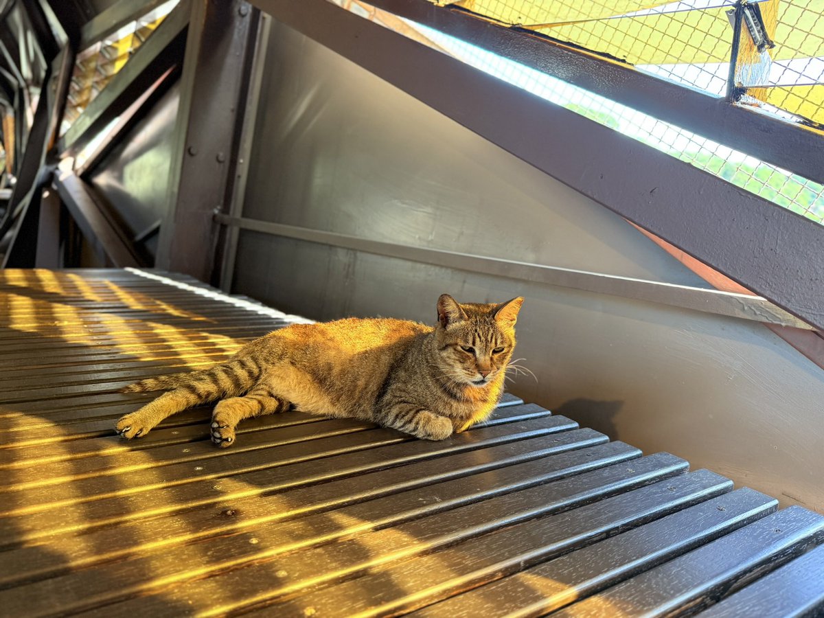 POchapapade0's tweet image. 猫の村行ってきた🐈