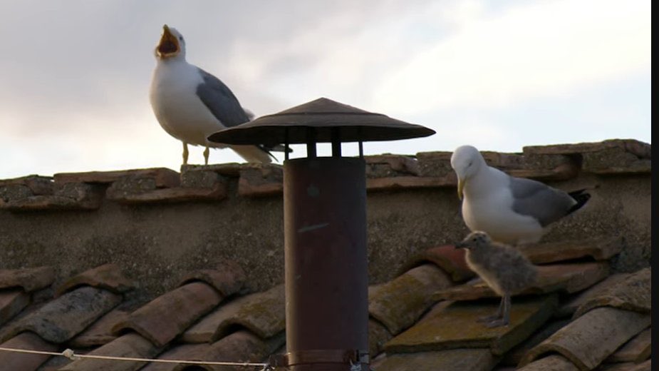 Mirad las aves del cielo, que no siembran, ni siegan, ni recogen en graneros; y vuestro Padre celestial las alimenta. ¿No valéis vosotros mucho más que ellas? ¿Y quién de vosotros podrá, por mucho que se afane, añadir a su estatura un codo?
#conclave