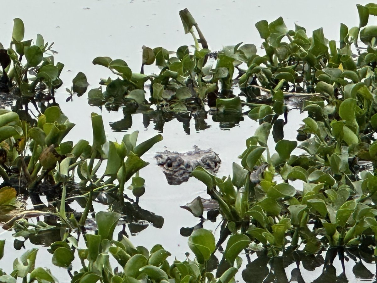 AlligatorRobb's tweet image. 👀