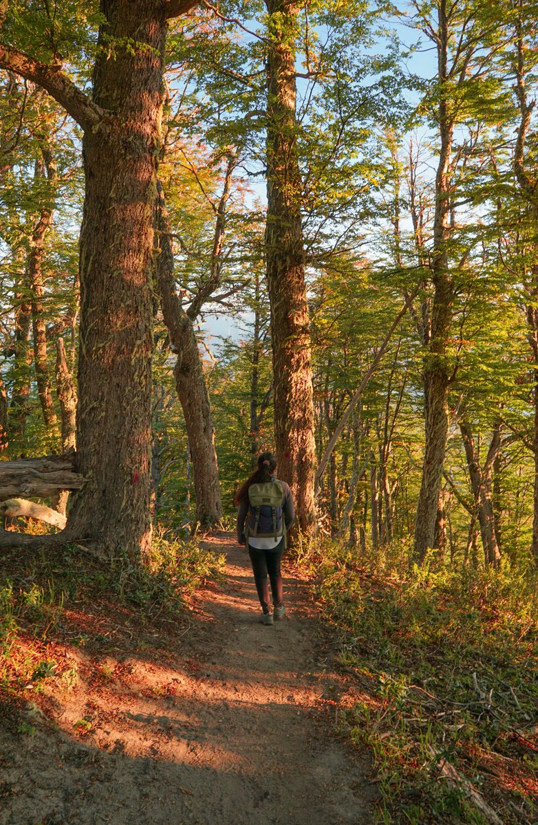 En la provincia del Neuquén, los bosques no solo son paisajes: son vida, historia y futuro.

Desde los pehuenes milenarios en el centro oeste neuquino hasta los espesos bosques de lengas y coihues que abrazan los lagos del sur, nuestros bosques nativos son un verdadero tesoro de