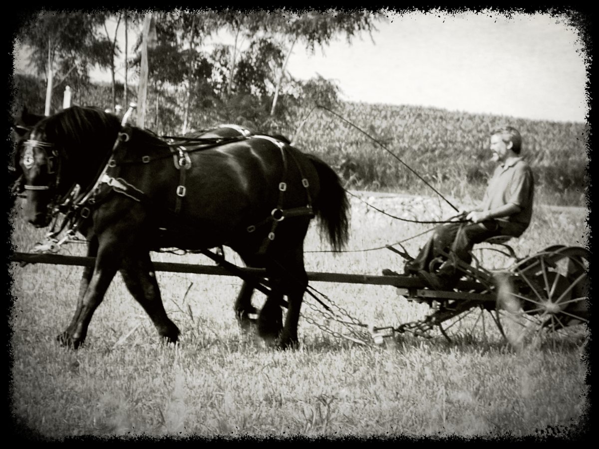 Eating food without toxins, homesteading and learning the craft of self-sufficiency has long been a passion -part of the reason why we used to farm with horses.
Shown is me plowing with a pair of Percheron mares - one of them homebred, on our farm, back over two decades ago.