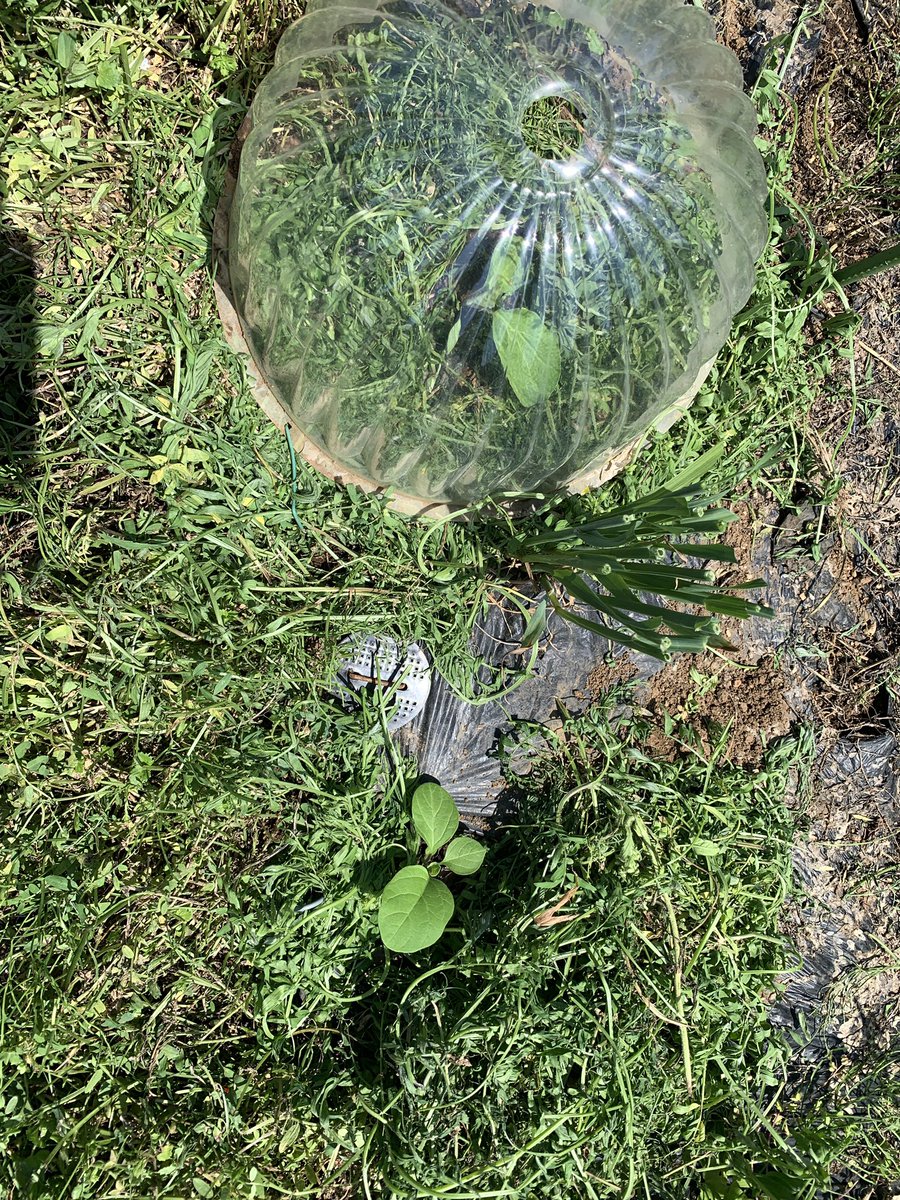 今日の畑
エンドウの支柱が重さで倒れかけて救済💦相変わらず青虫達の食堂😆ですが、豆の方が多く被害少なし。株が成り疲れしないよう早めに収穫

ライ麦がちょうどお花を咲かせて受粉時。綺麗な光景でした

間引きカボチャの救済
行燈がわりに草マルチ厚めにしたけど大丈夫かな🤔

#自然農 #自然栽培