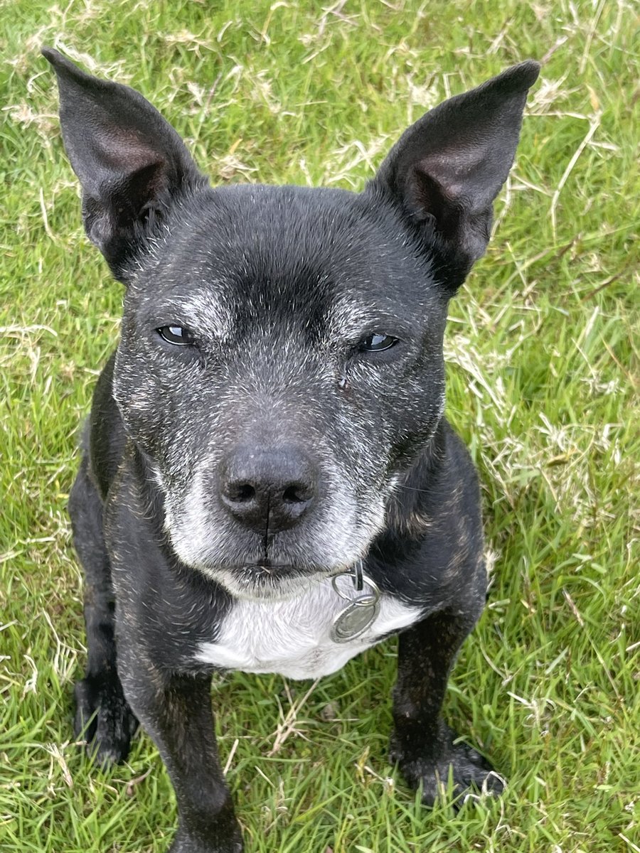 Retired Police Dog Stella the Staffie tweet media