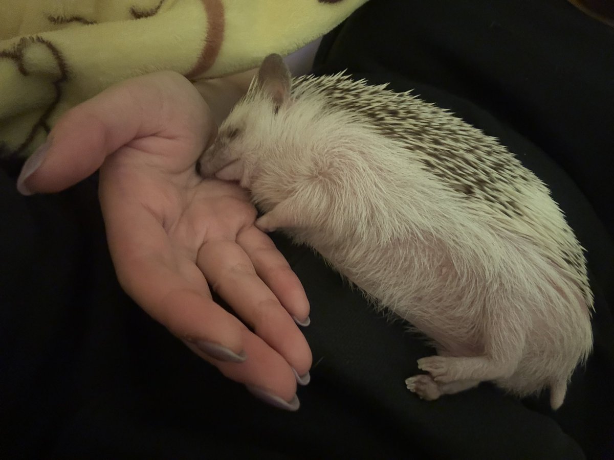 kolie___'s tweet photo. 🐷
#ハリネズミ
#hedgehog https://t.co/im8n5BsL4e