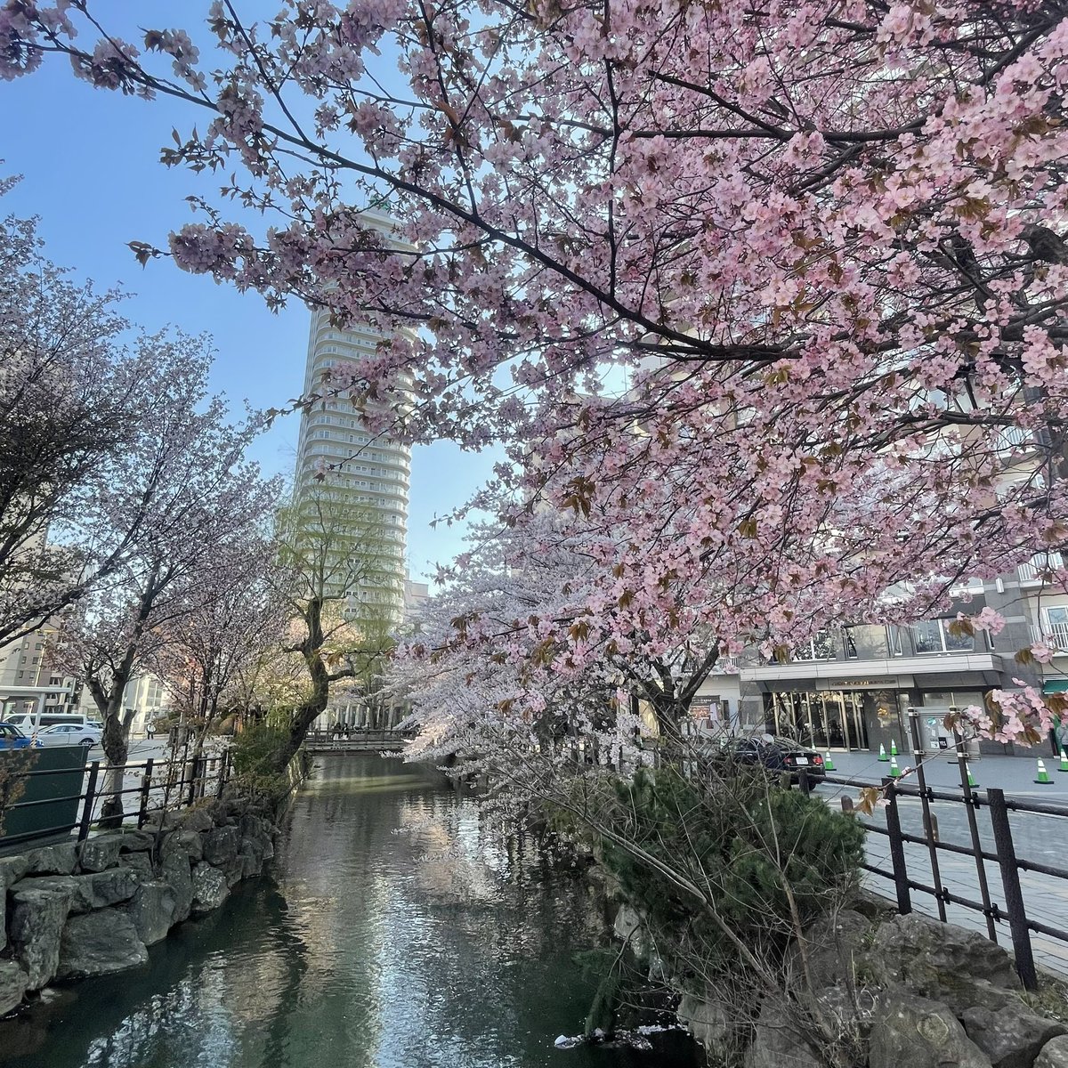 今年的黃金週多待在家，前後又下了幾天雨，看到難得的朗朗晴日便衝動出門，就近去中島公園散步賞櫻。🌸
不知道是否和櫻花八字不合，賞櫻常常不是淒風苦雨就是錯過，或者只看了個寂寞。像這樣晴空萬里又花況極佳的賞櫻，實在有點久違了。😭